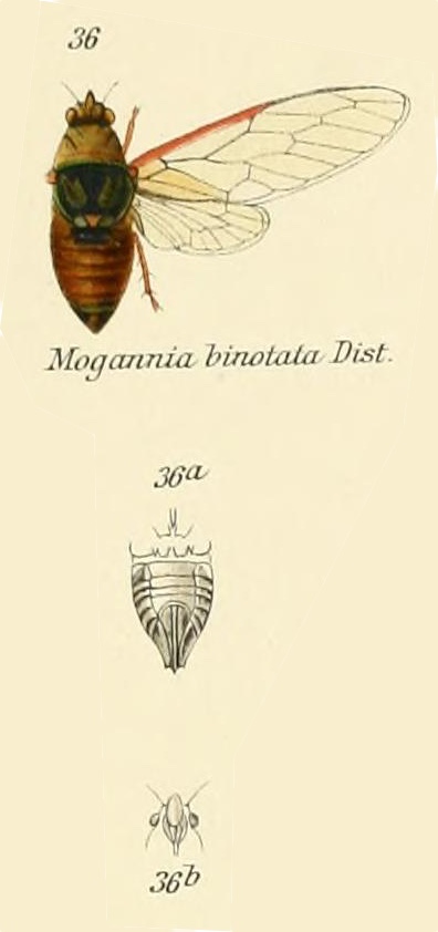 Mogannia binotata Distant, 1906