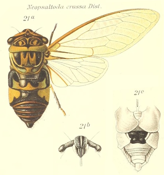 Neopsaltoda crassa Distant, 1910