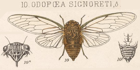 Odopoea signoreti Stål, 1864