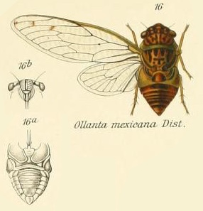 Ollanta mexicana Distant, 1905