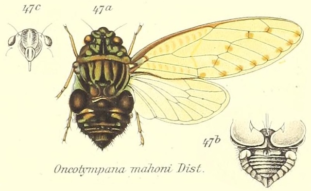 Hyalessa mahoni (Distant, 1906)