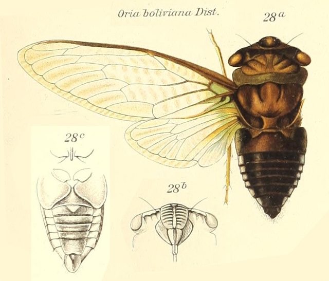 Orialella boliviana (Distant, 1904)