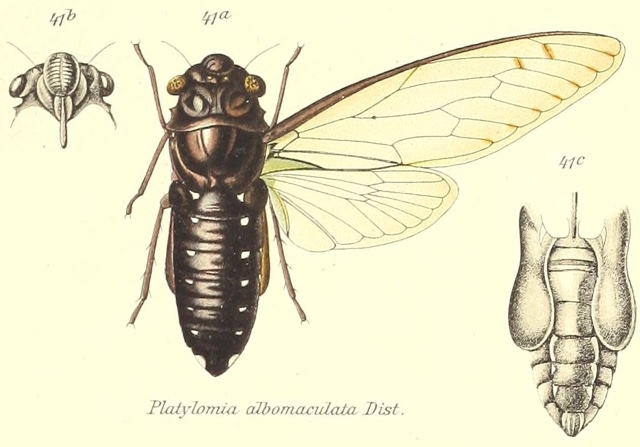 Champaka nigra (Distant, 1888)