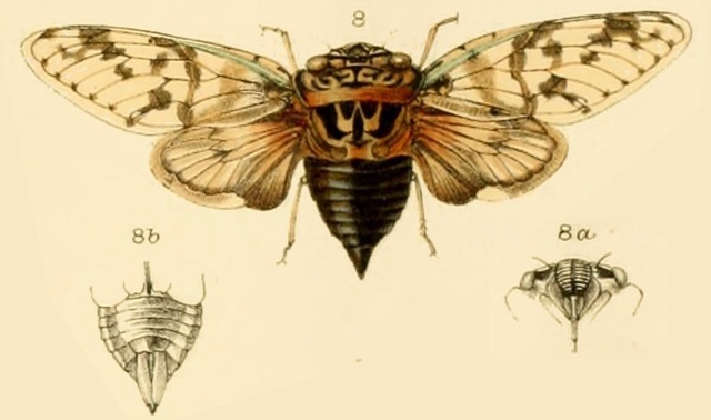 Platypleura coelebs Stål, 1863