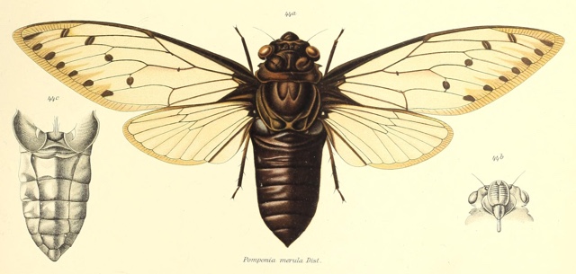 Megapomponia merula (Distant, 1905)