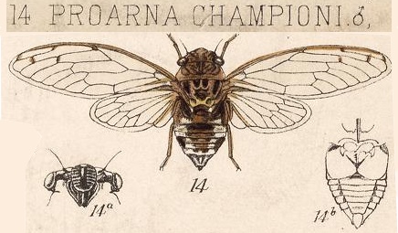 Pacarina championi (Distant, 1881)