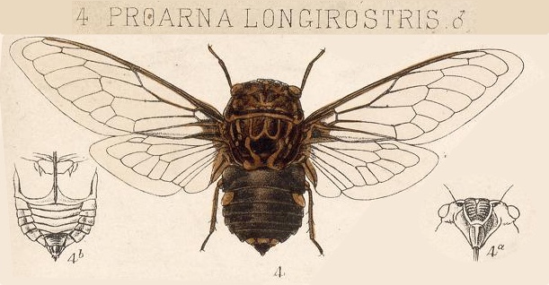 Cacama longirostris (Distant, 1881)