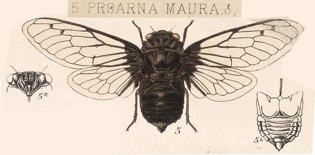 Cacama maura (Distant, 1881)