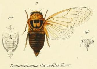 Cicadatra flavicollis Horváth, 1911