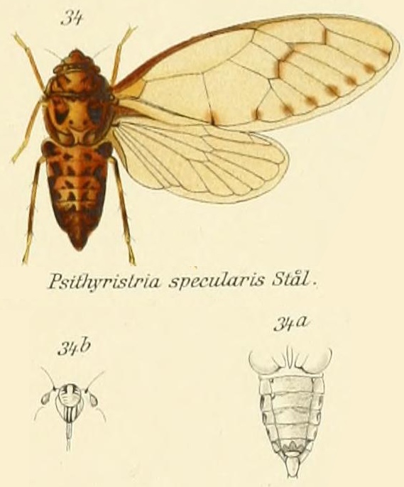 Psithyristria specularis Stål, 1870