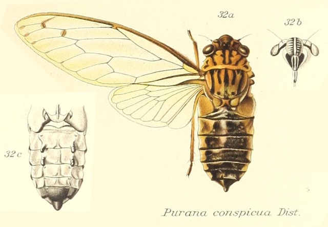 Purana conspicua Distant, 1910	