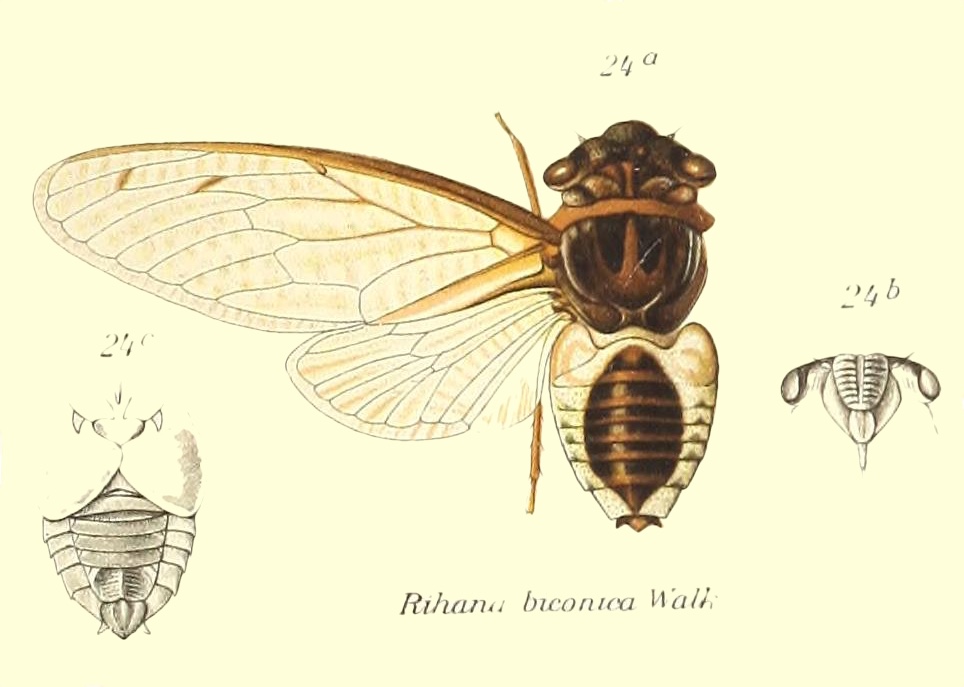 Diceroprocta biconica (Walker, 1850)