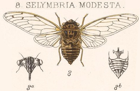 Ollanta modesta (Distant, 1881)