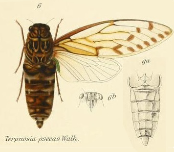 Terpnosia psecas (Walker, 1850)