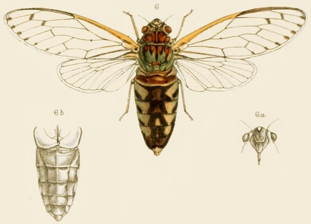 Terpnosia stipata (Walker, 1950)