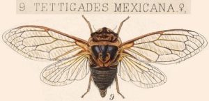 Tettigades mexicana Insecta Rhynchota