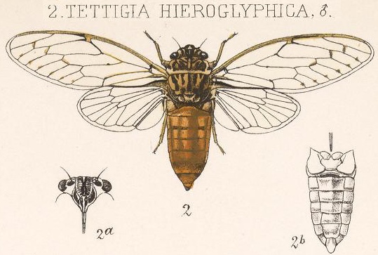 Neocicada australamexicana Sanborn & Sueur, 2005