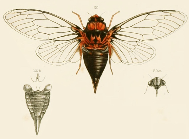 Tibicina casyapae (Distant, 1888)