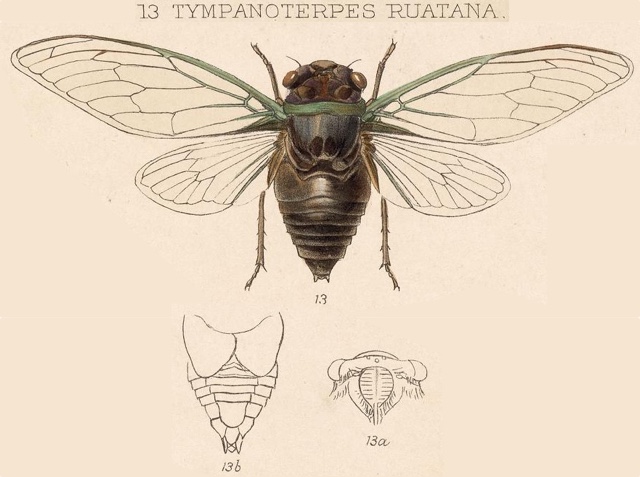 Diceroprocta ruatana (Distant, 1891)