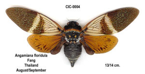 angamiana floridula photo by Michel Chantraine