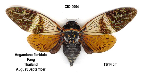 angamiana floridula