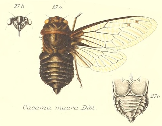 Cacama maura (Distant, 1881)