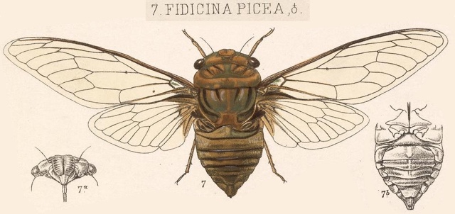 Fidicinoides picea (Walker, 1850)