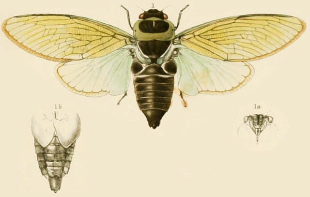 Angamiana aetherea Distant, 1890