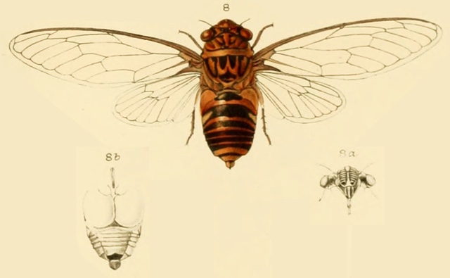 Chremistica tagalica Stål, 1870