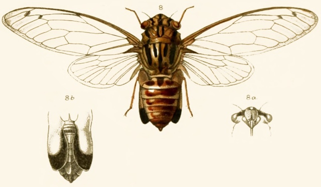 Orientopsaltria duarum (Walker, 1857)
