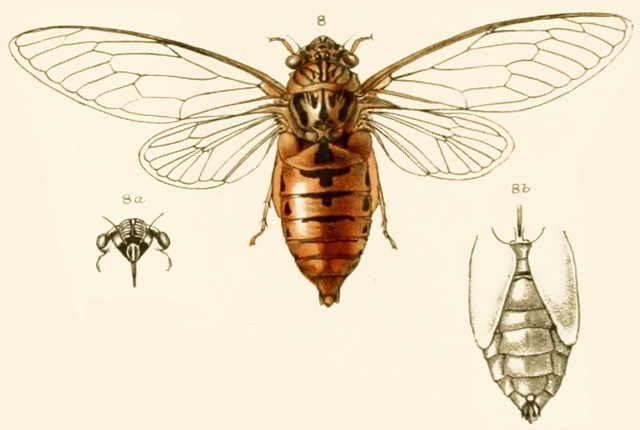 Meimuna tripurasura (Distant, 1881)