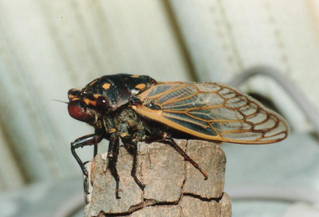 Cherry Nose cicada (Macrotristria angularis). Photo by David Emery.