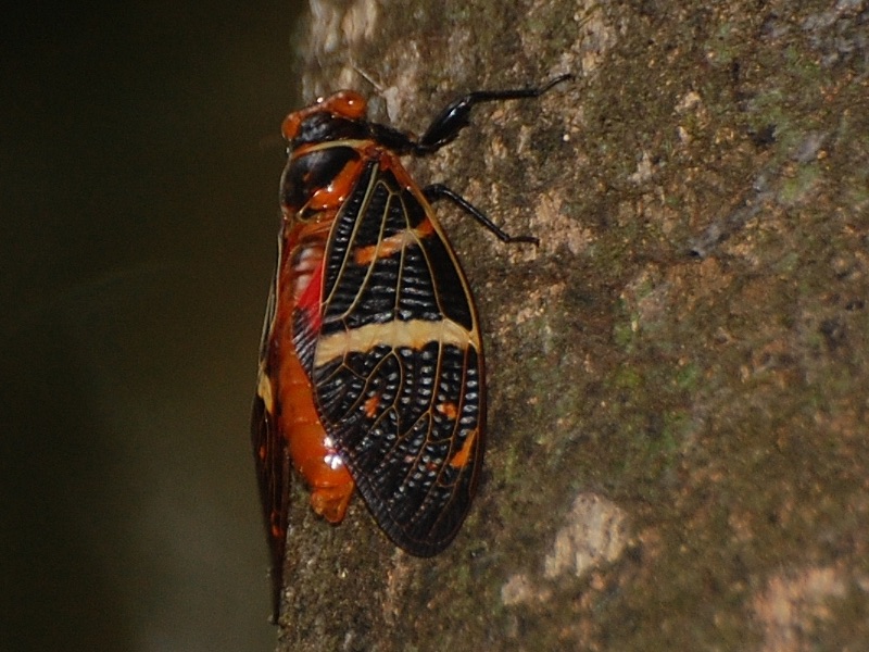 Gaeana atkinsoni Distant, 1892 from Uttara Kannada district in India by Raghu Ananth