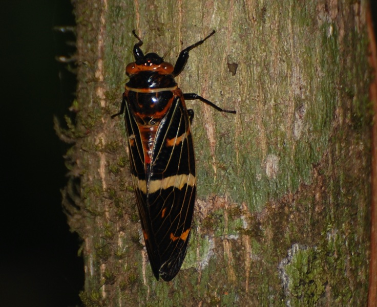 Gaeana atkinsoni Distant, 1892 from Uttara Kannada district in India by Raghu Ananth