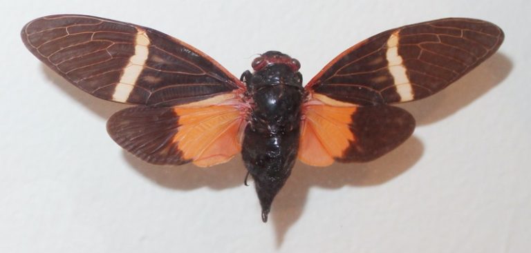 Tosena Cicadas - Cicada Mania