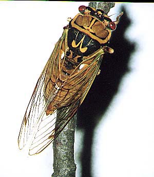 A. flammatus