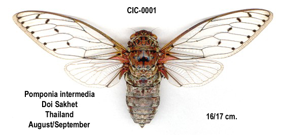 Megapomponia intermedia