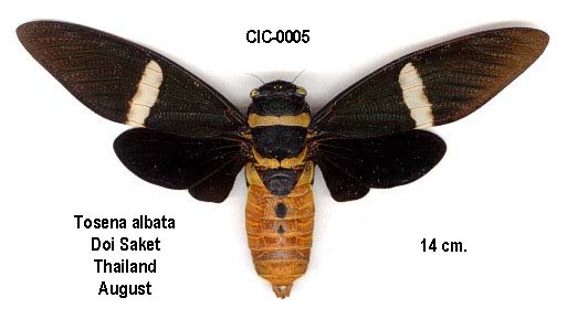 Tosena albata