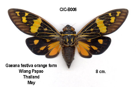 Callogaeana festiva festiva (orange)