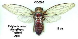 Platylomia radah