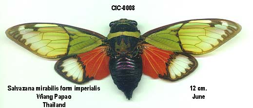 Salvazana mirabilis imperialis Distant, 1918 