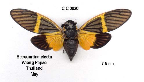 Becquartina electa