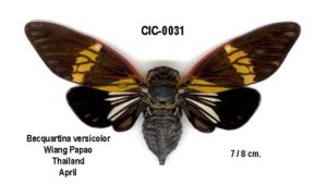 Becquartina versicolor Boulard, 2005