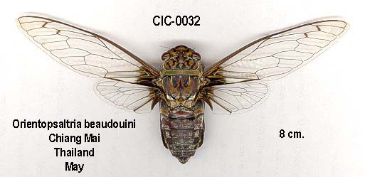 Orientopsaltria beaudouini Boulard, 2003