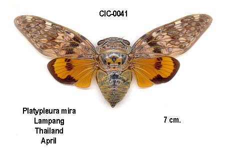 Platypleura mira