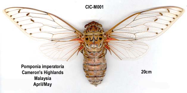 Lot of 10 Spotted Cicada Ambragaeana Ambra Spread 3-4 Wingspan Fast from USA 