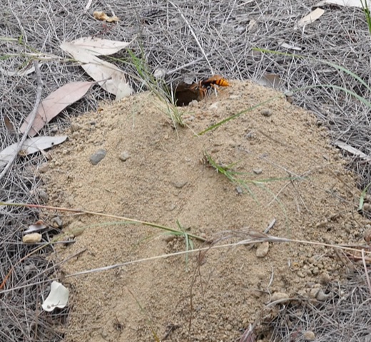 empty handed wasp returns to burrow