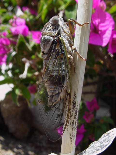 Tibicen/Lyristes plebejus