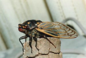 Cherry Nose cicada (Macrotristria angularis). Photo by David Emery.