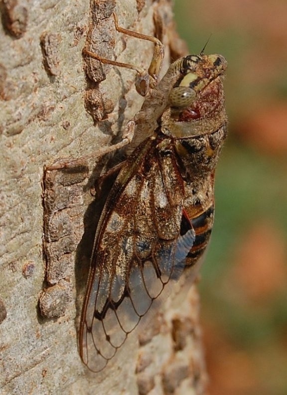 Platypleura capitata  by Raghu Ananth, taken near Mysore, India: